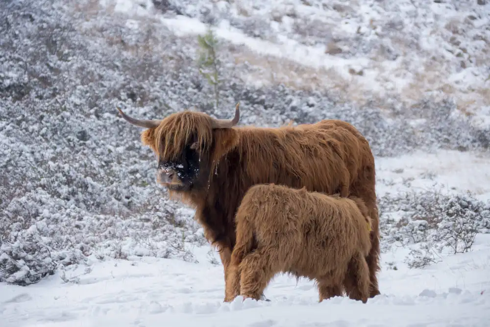 Appearance and size Mini Highland Cows