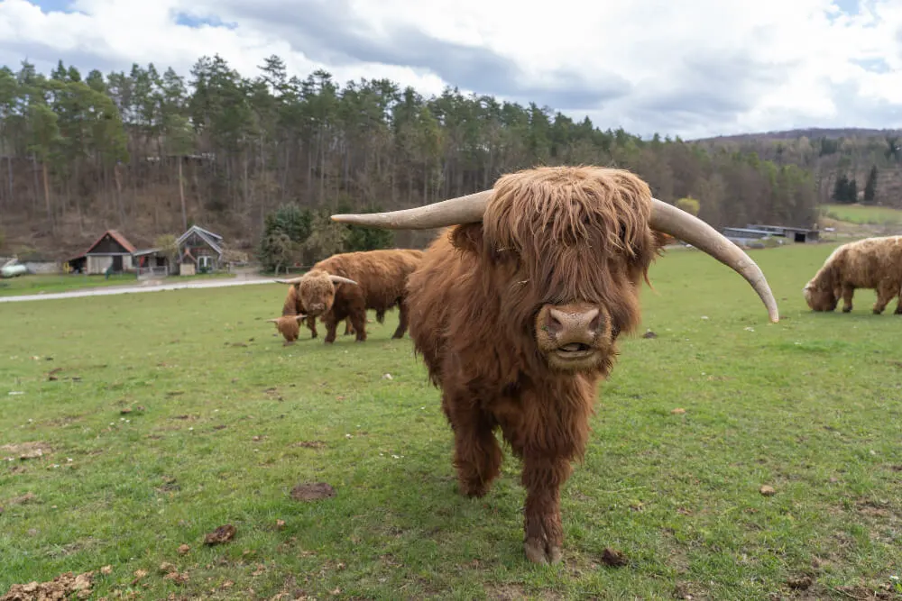 Are mini Highland cows right for you