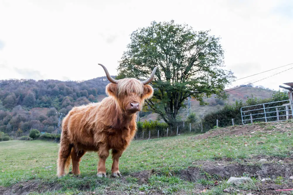 Caring for Your Mini Highland Cow