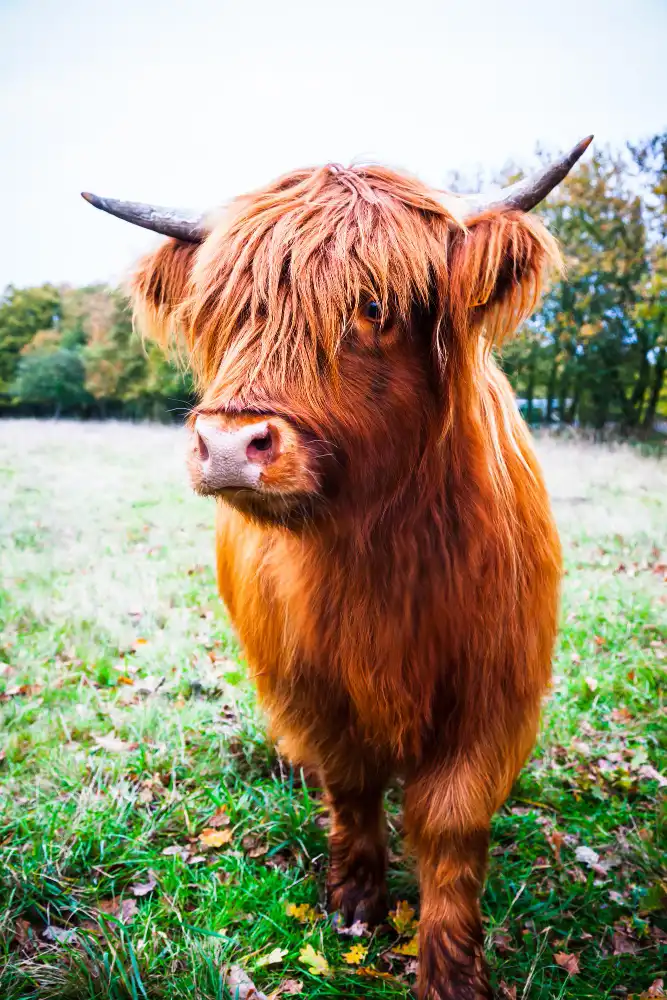 Could purchasing Mini Highland Cows be a benefit for you Yes or no