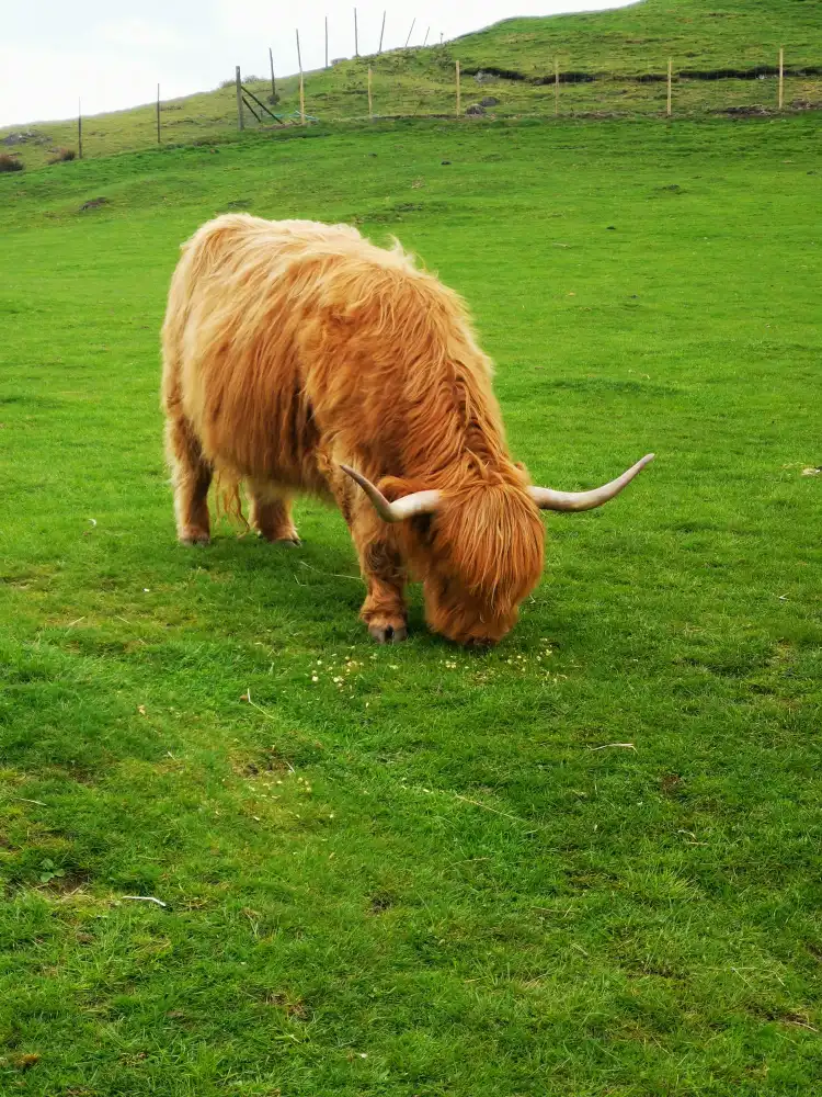 Diet and Nutrition of Mini Highland Cows