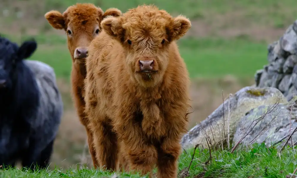 Do mini highland cows produce milk