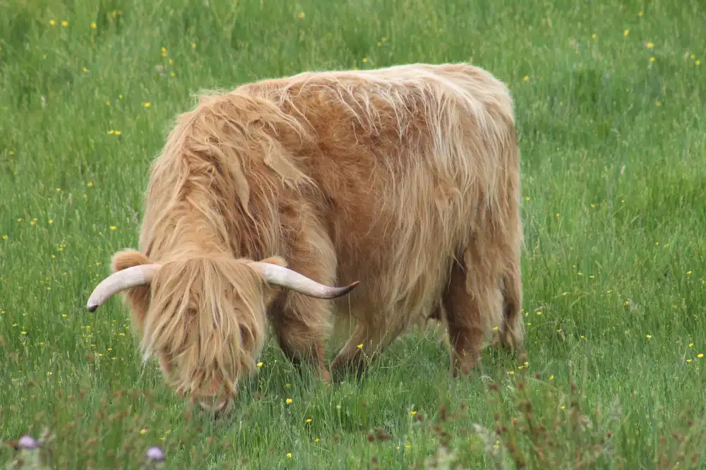 Economic Benefits of Mini Highland Cows in Agriculture