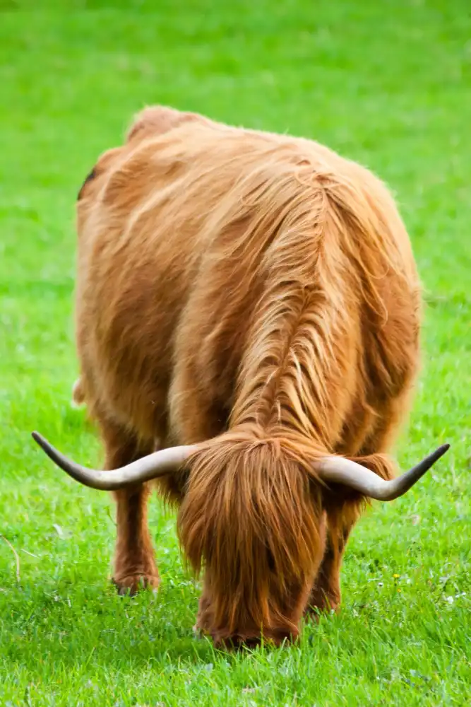 Housing and Space Requirements of Mini Highland Cows