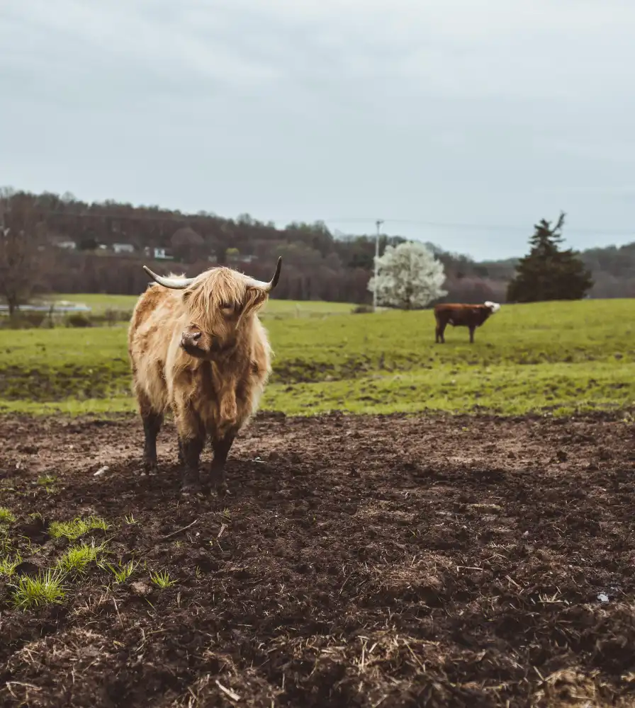 How are Mini Highland Cows bred