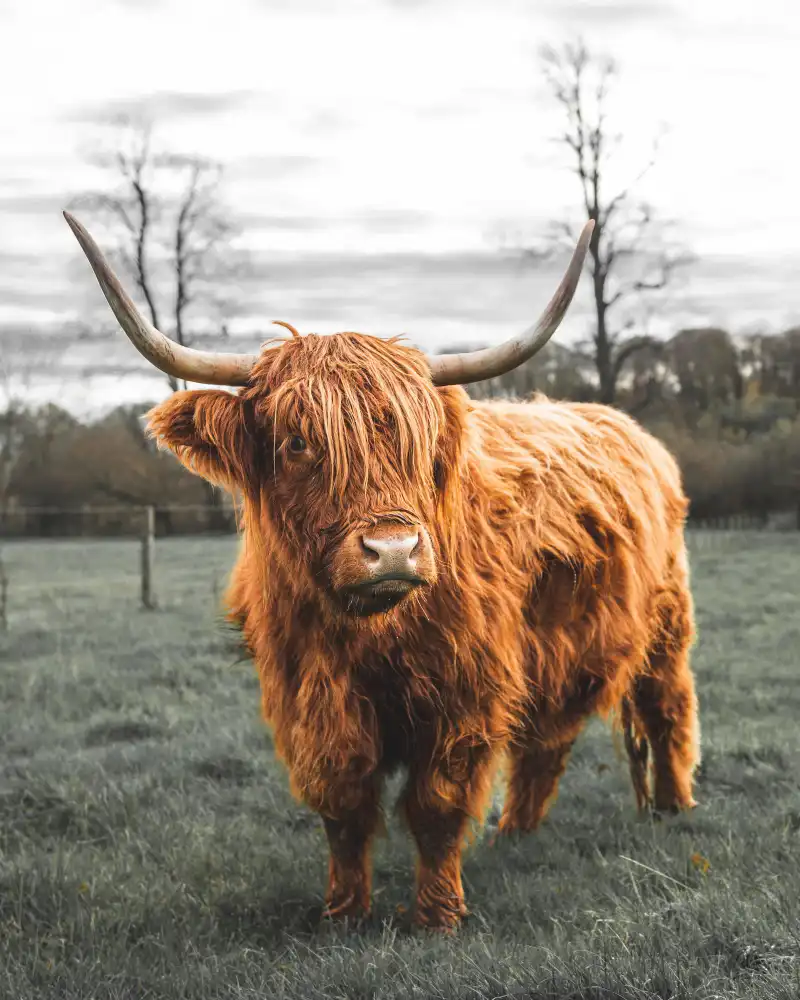 How small is the size and stature of Mini Highland Cows