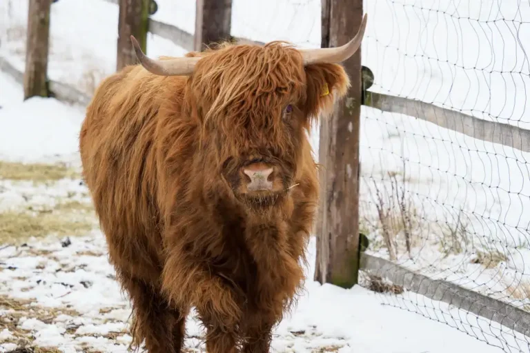 Mini Highland Cows: Size, Coat, and Colors