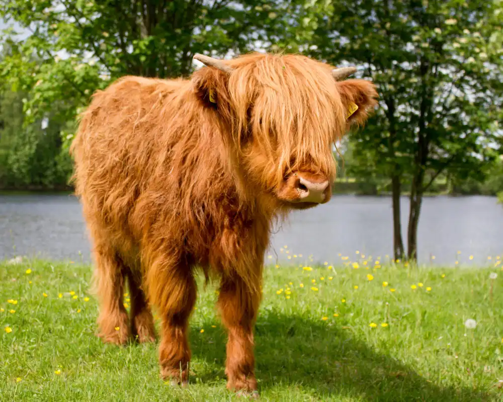 Pros and Cons of Owning Mini Highland Cows