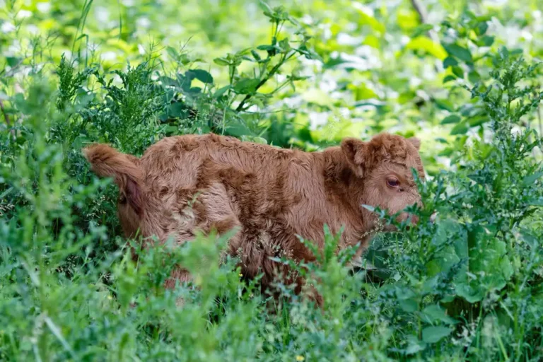 Questions and Answers on the Lifespan of Mini Highland Cows