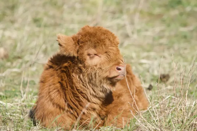 Questions on the Size and Weight of Mini Highland Cows