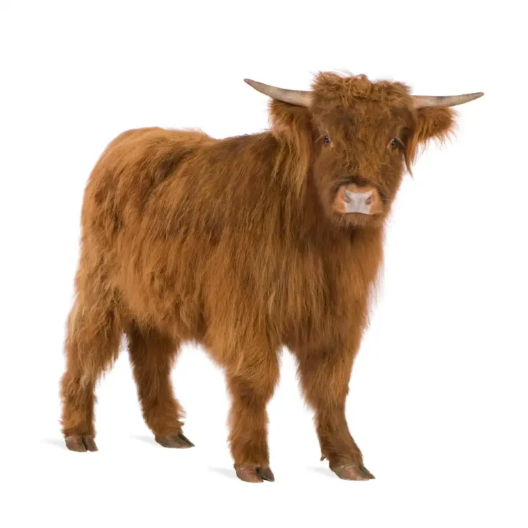 The Economic Value of Mini Highland Cows in Modern Agriculture