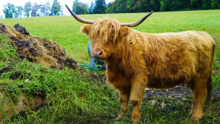 Nutritional Needs and Diet of Mini Highland Cows