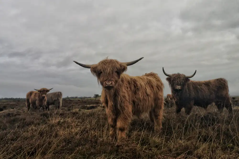 What are the benefits of keeping mini Highland cows as pets?