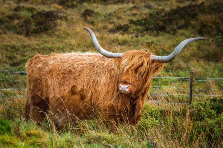 Thinking About Purchasing Mini Highland Cows? Here’s What to Know