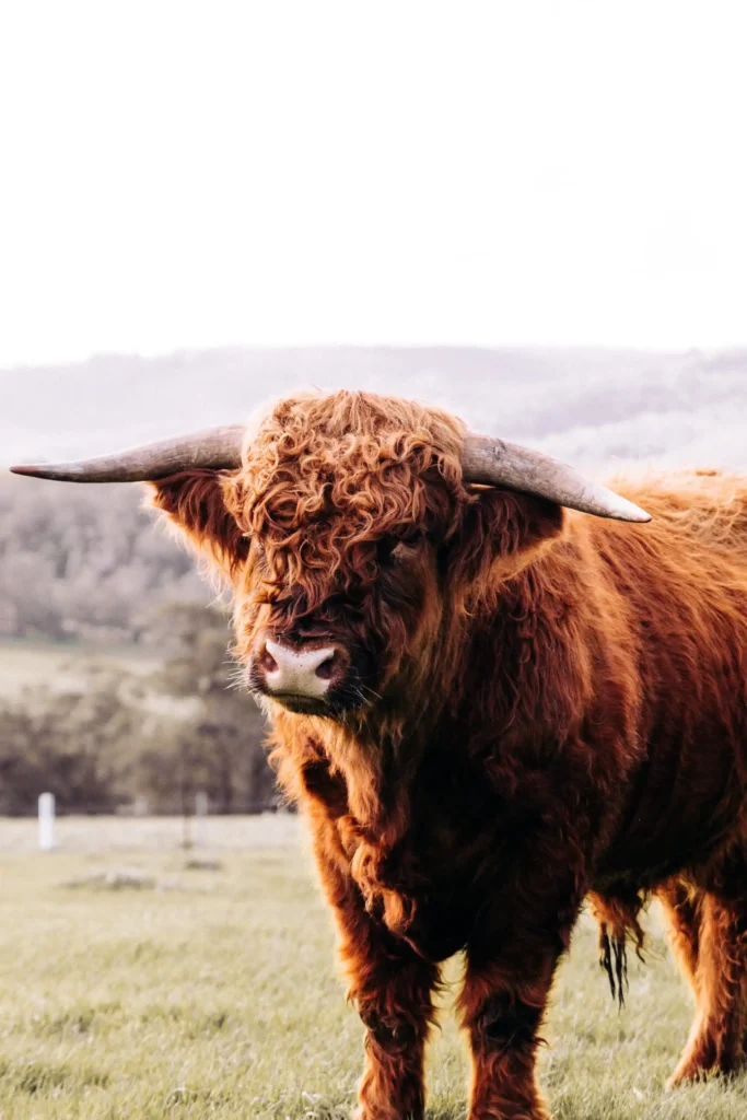 agricultural practices  of mini highland cows