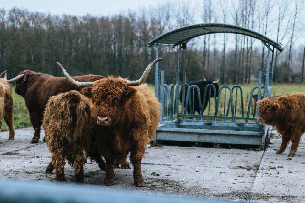 Benefits of mini highland cows