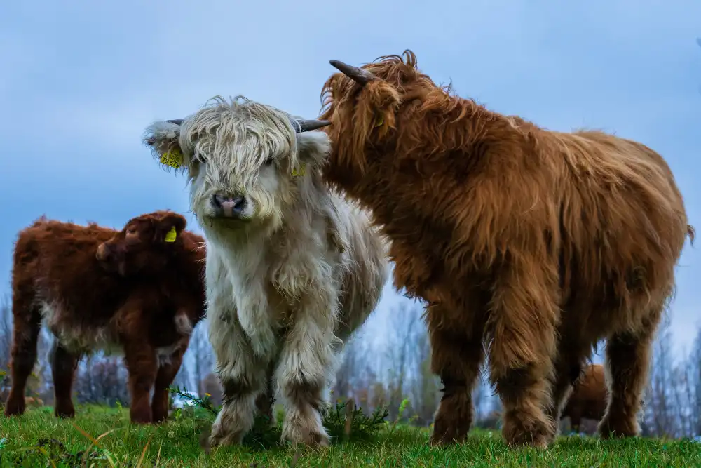 breeding challenges of mini highland cows