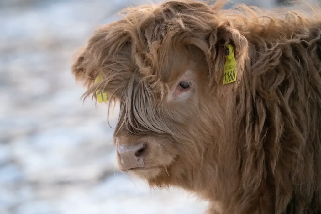 breeding practices of mini highland cows