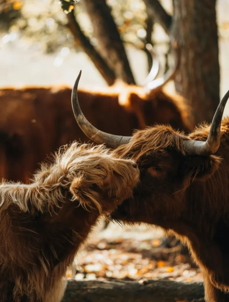 Breeding Practices for Mini Highland Cows: Techniques and Challenges