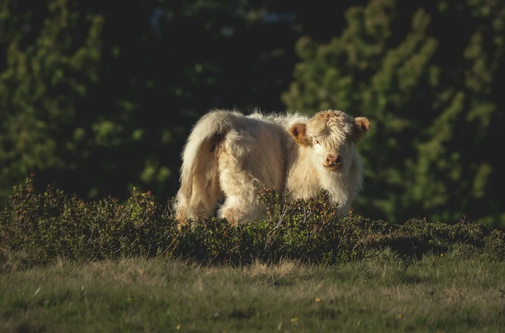 Health checkup of mini highland cows