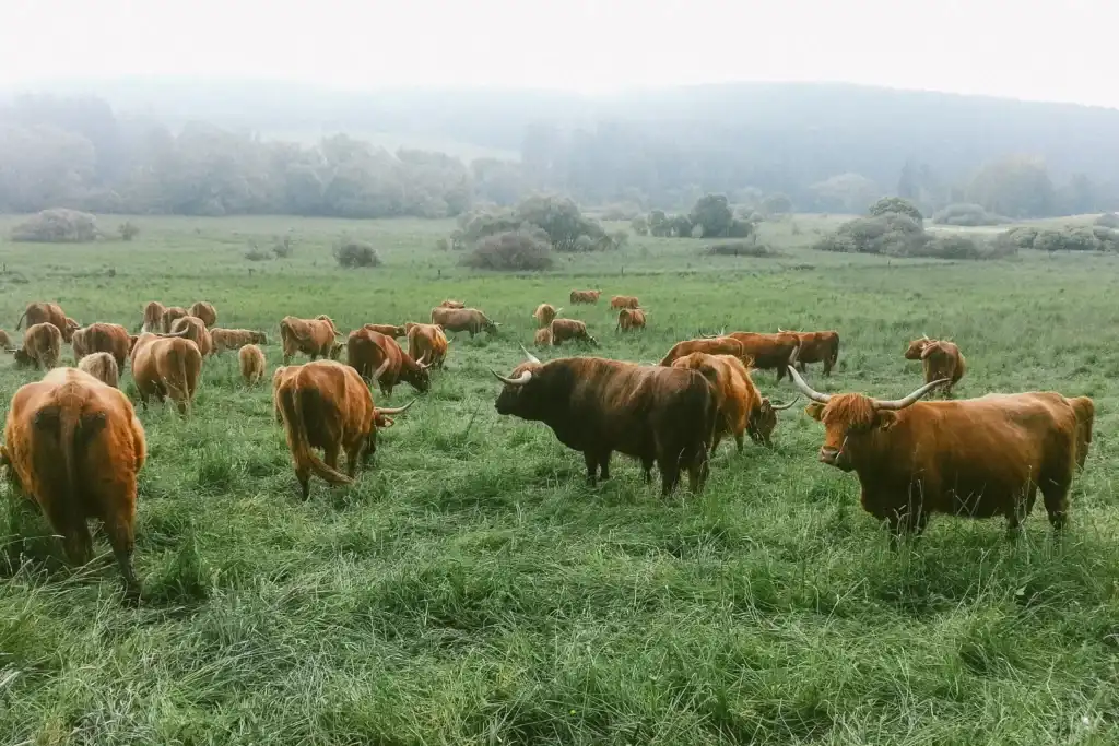 Health Emergencies of Mini Highland Cows