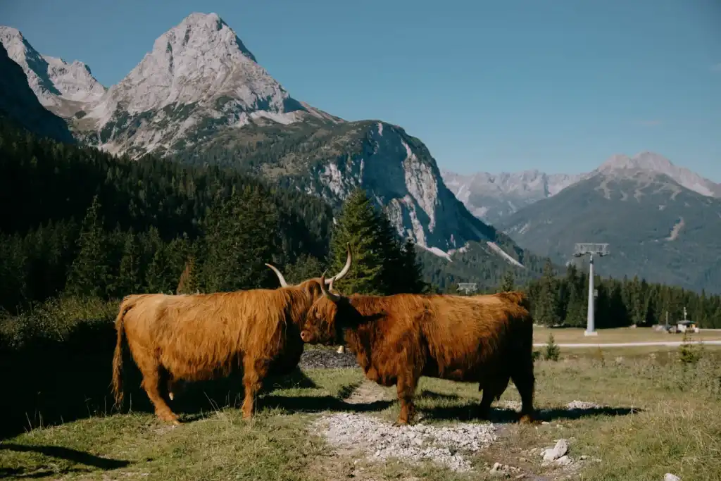 Mini highland cows in small farming