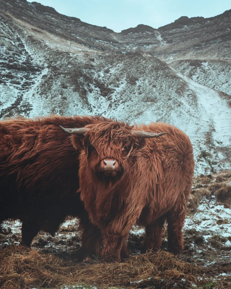 Mini Highland Cows in Sustainable Farming