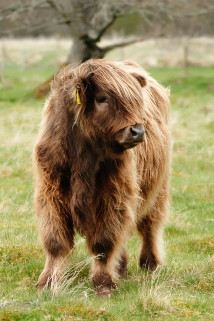 Size of Minihighland cows